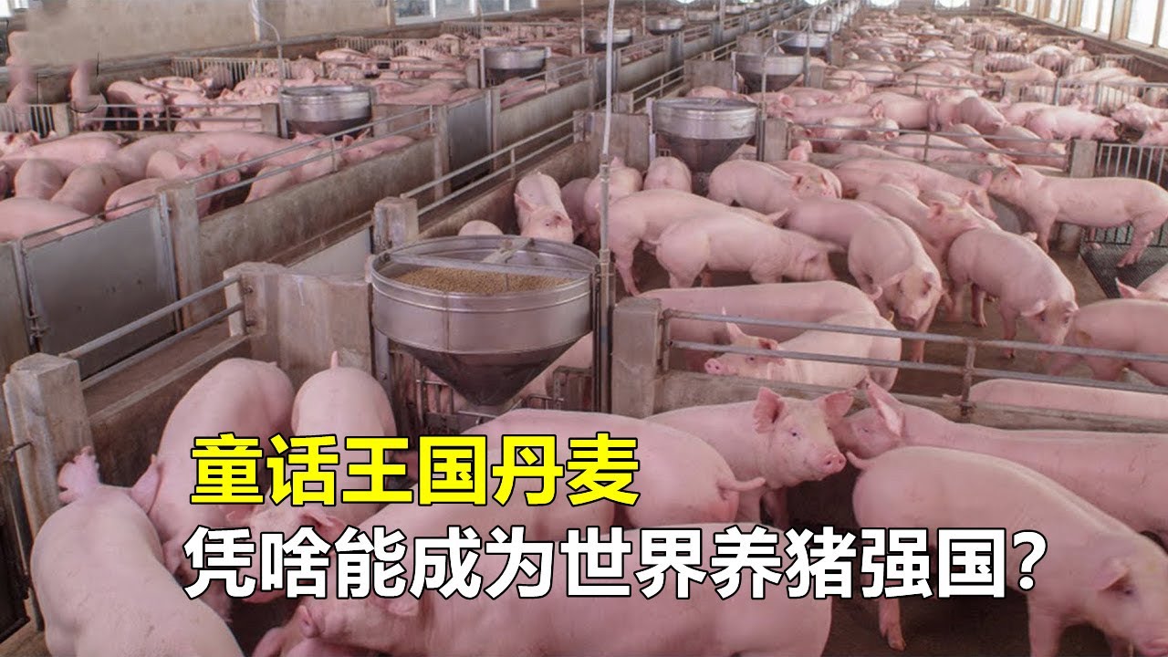 丹麦凭啥能成为世界养猪强国？养猪模式先进，值得国内学习借鉴