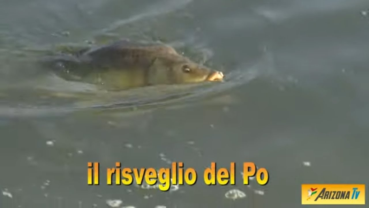 MONDO PESCA - IL RISVEGLIO DEL PO - CEFALI D'APRILE - BARBI - CAVEDANI -BREME-CARPE- ASPI - CREMONA