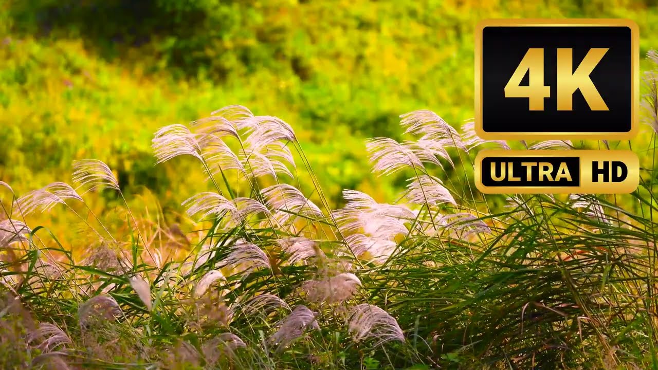 8hrs | 4K - 🌾Reeds dancing in the pleasant wind - Copenhagen, Denmark - Scenic Relaxation Film