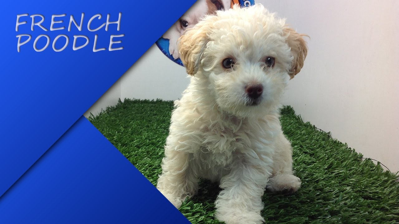Venta French Poodle Mini Toy Hembra en CachorrosYMasCachorros