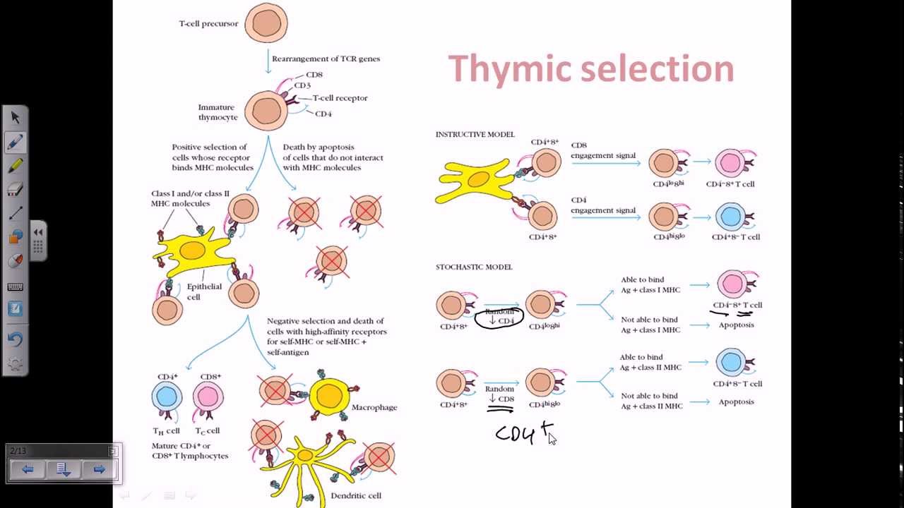 Thymic selection