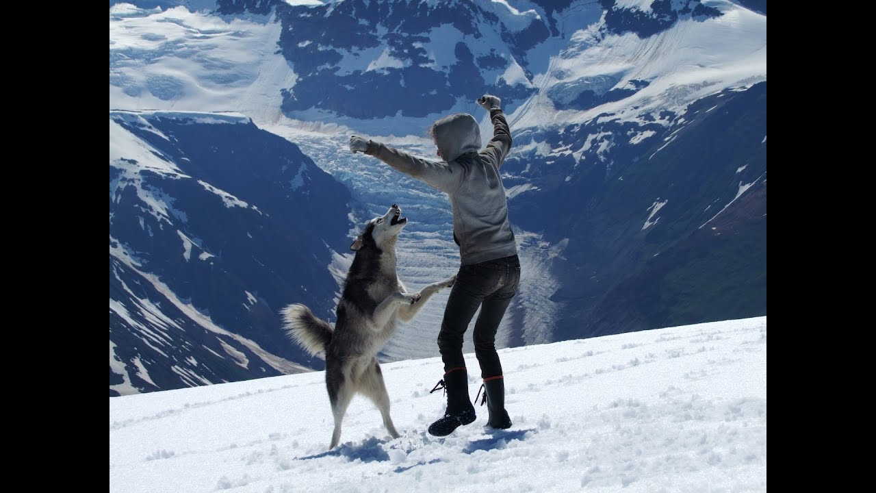 Freedom the Blind Siberian Husky