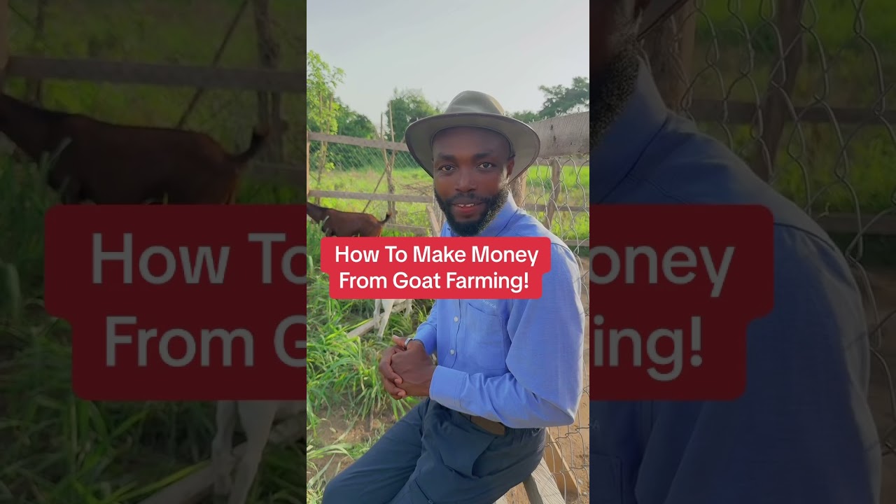 Let me help you start your goat farm the right way! #farminginafrica #livestock  #startingafarm