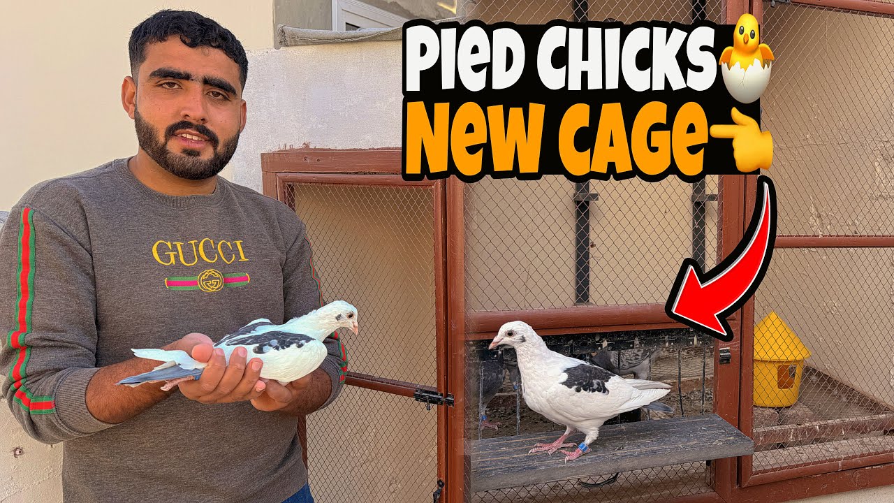 Pied Chicks Ko New Cage Mn Chor Dia | Just Huzaifa Khan |