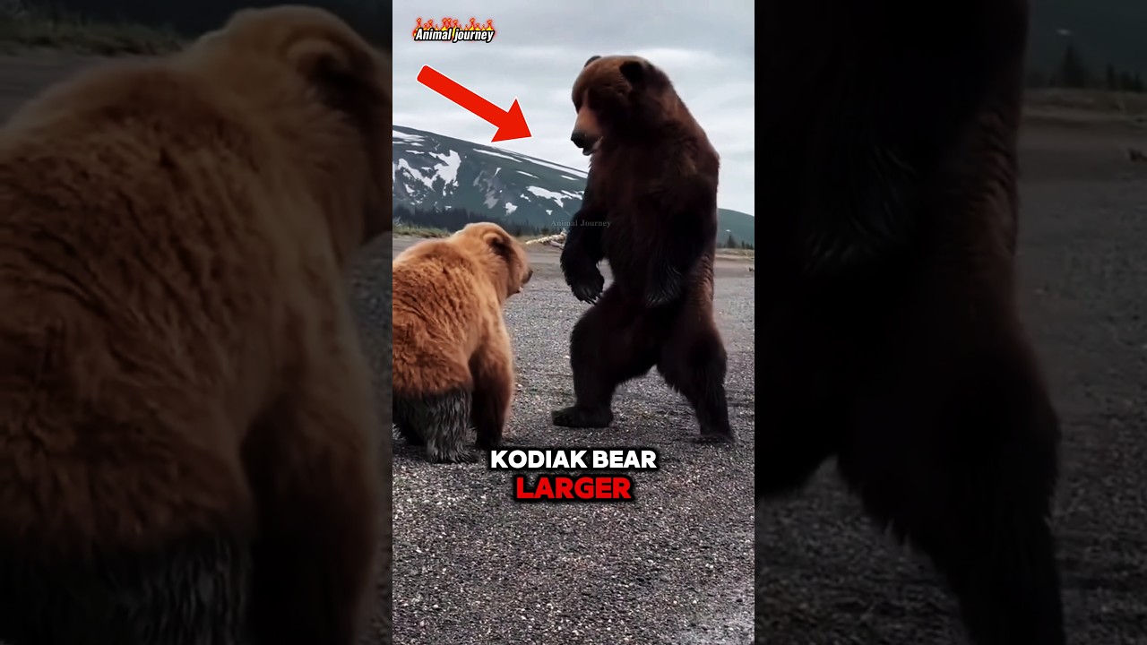 Grizzly Bear vs Kodiak bear Who's Deadlier🤔