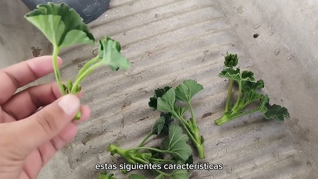 Cómo hacer esquejes de Geranio, Reproducir Geranio.