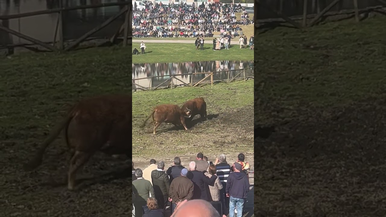 Chega de bois 🐂🐂 na feira do fomeiro em Vieira do Minho 2025 👨‍🌾❤️👩🏻‍🌾