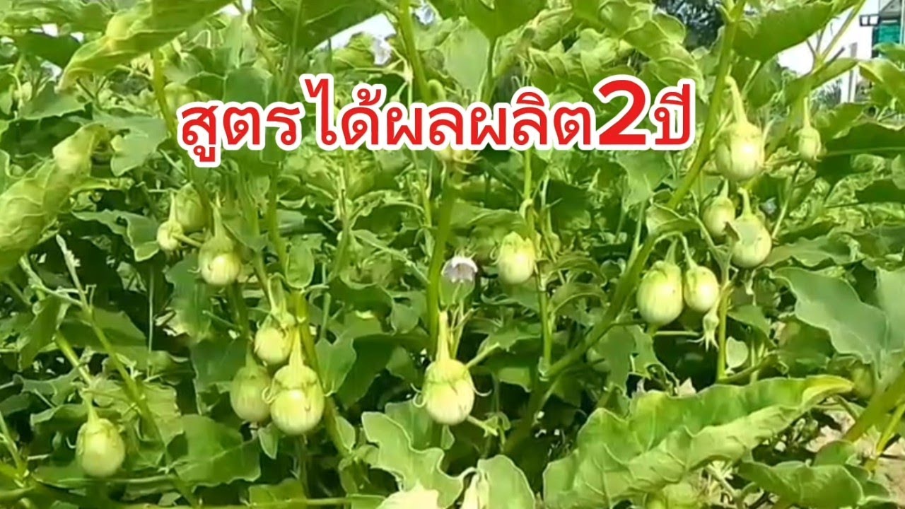 วิธีปลูกมะเขือเปราะให้ดก และเก็บผลผลิตนาน2ปี