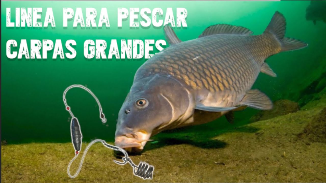 LINEA para PESCAR CARPAS y BOGAS - Tutorial de pesca