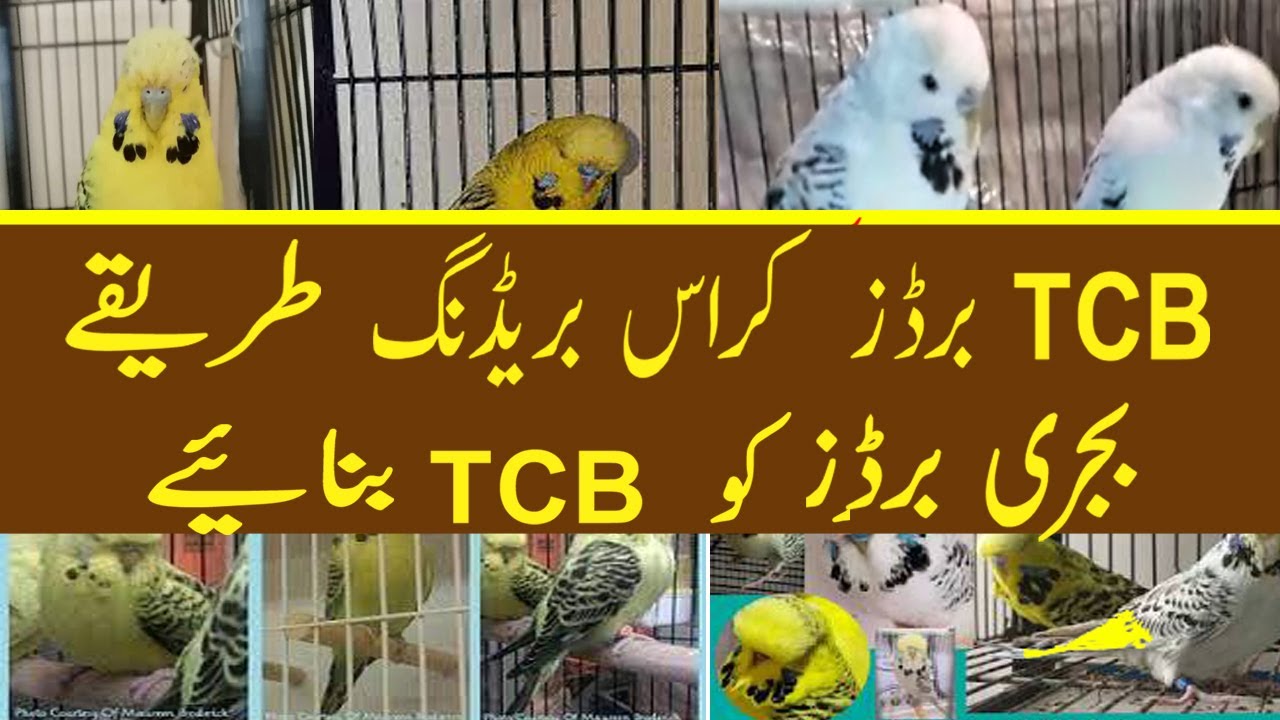 TCB Budgies Cross Breeding I How to get TCB budgies from Normal budgies II TCB breeding urdu/hindi.