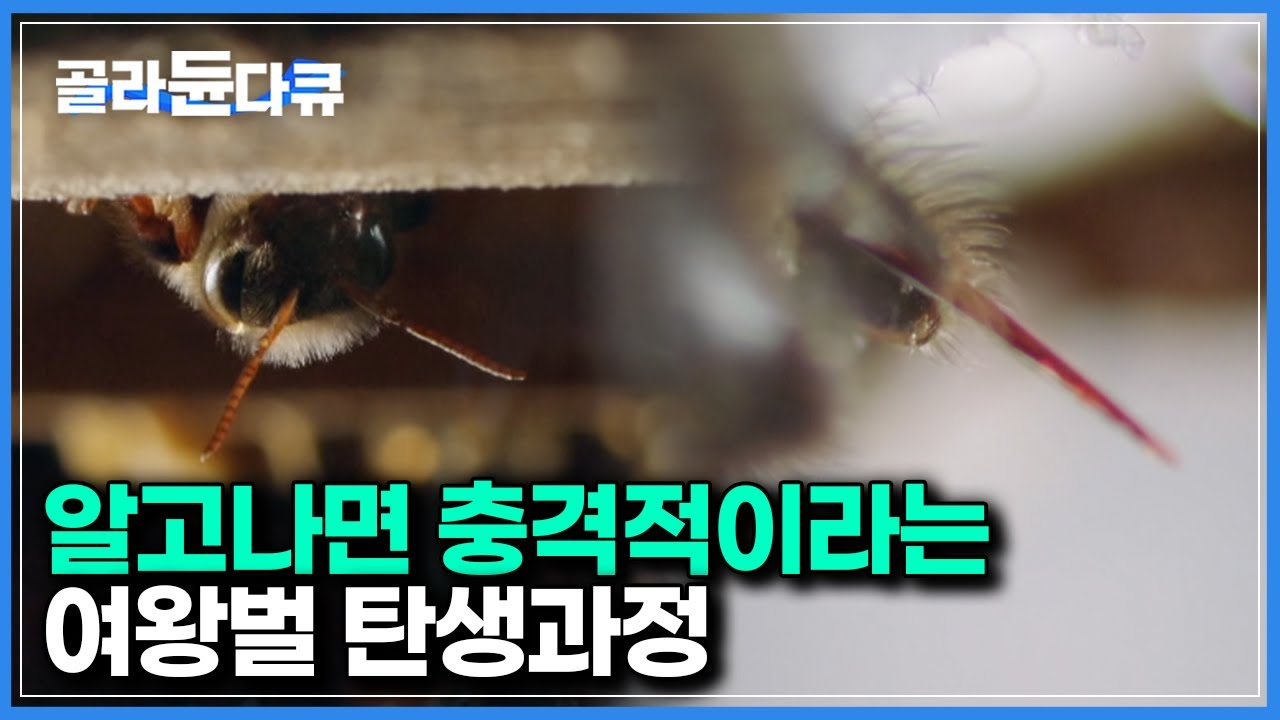 동생이 알에서 깨어나자마자 죽이러가는 언니｜여왕벌 여왕의 자리를 차지하기 위한 벌들의 잔혹한 생태계｜다큐프라임｜#골라듄다큐