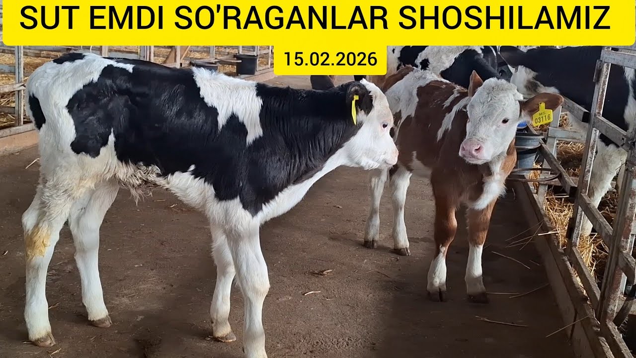 FERMADAN SUT EMDI SIMENTAL HUNOJIN GIBRIT BUQACHALAR@Hikmatillo_uz 