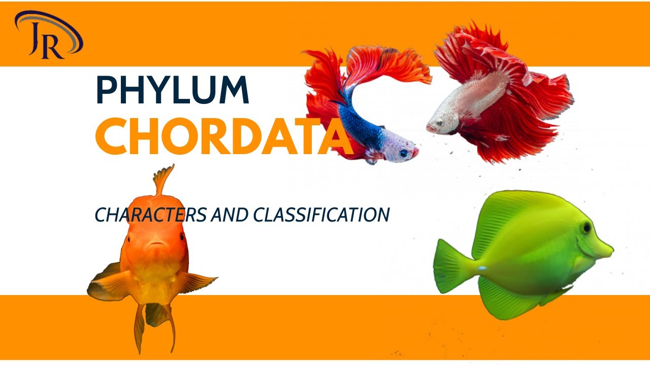 Phylum Chordata-Characters and Classification