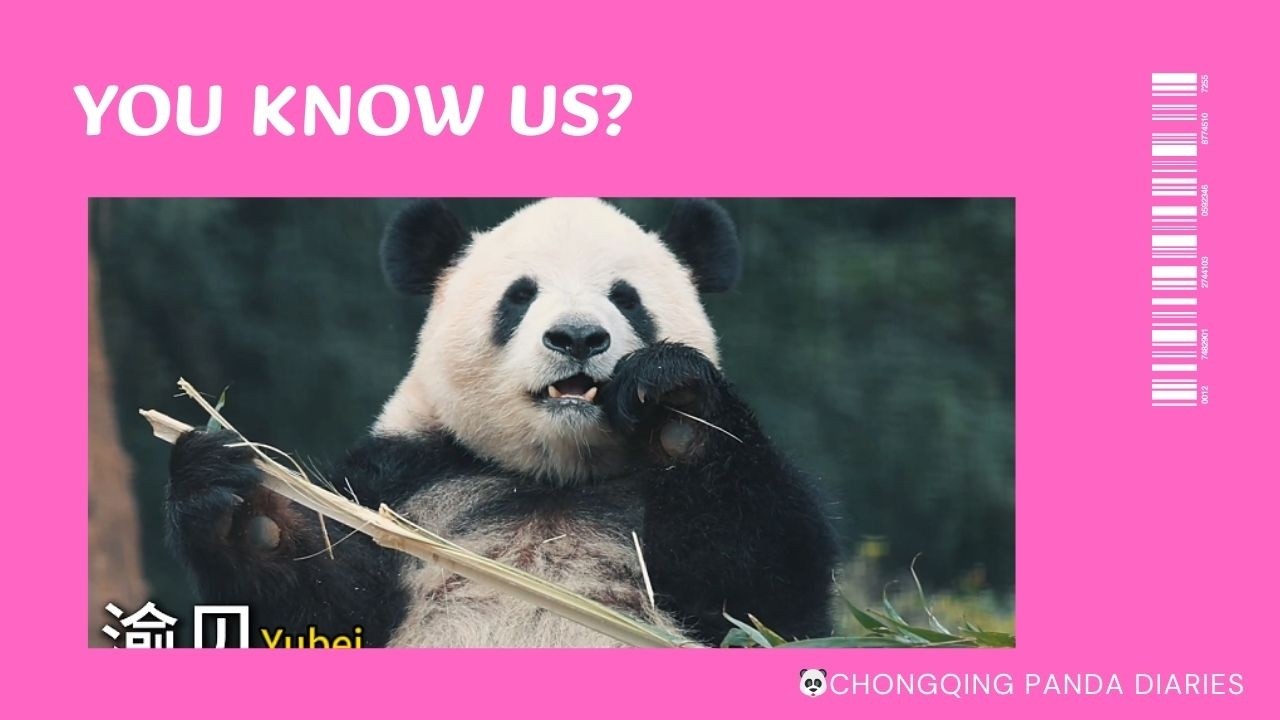 🐼🐼私たちの中で誰が誰だか分かりますか？