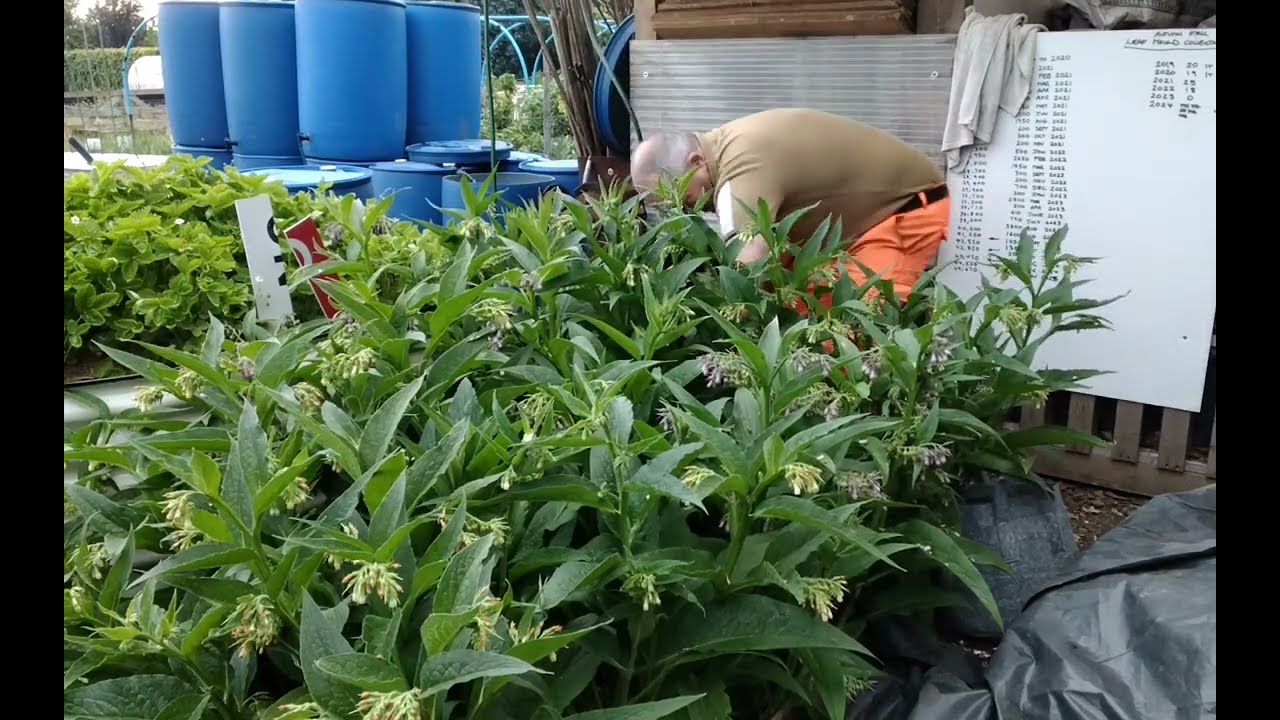 How Do I Make A Comfrey Concentrate Liquid 1:20 🌱 A None Smelly Way Of Creating A Fruit Fertiliser