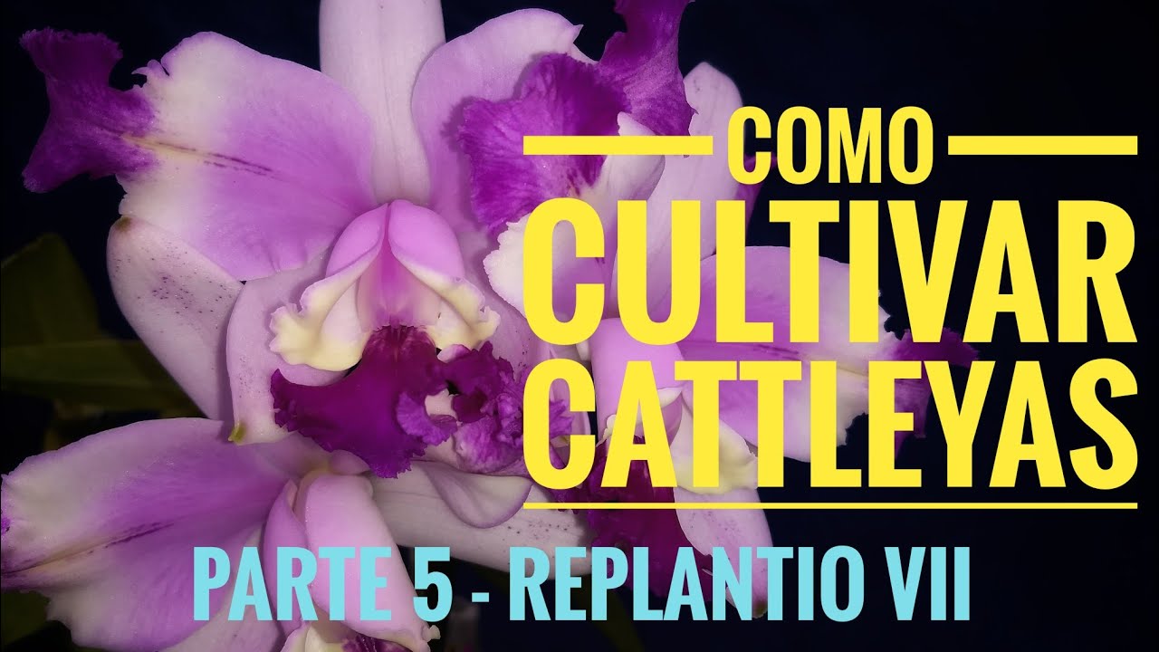 Cultivo de Cattleyas pt. 5 - Replantio VII