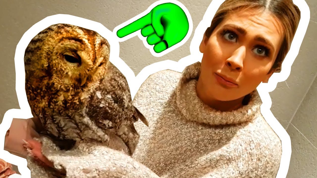 Encontré un Búho Herido en mi casa y lo intentamos curar... (Parte 1)
