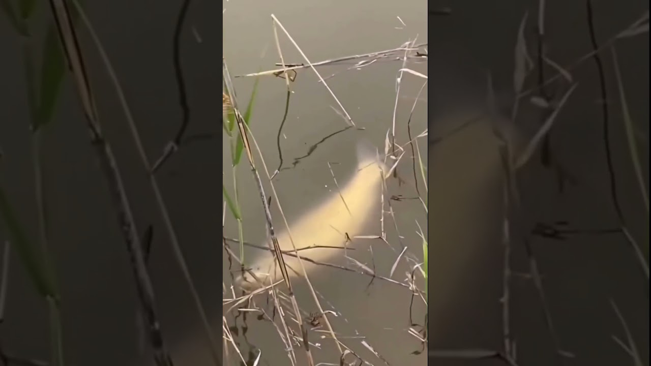 Szok! Amur rozwala trzcinę przy samym brzegu! #lifehacks #fishing