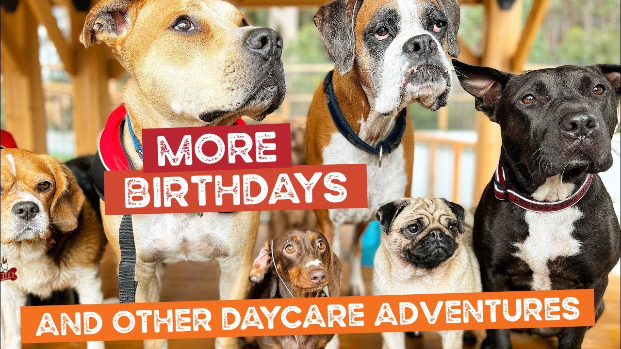 Tilly is Co-Pilot, Happy 2nd Birthday Maizey the Mini Dachshund and Thank You Stacey