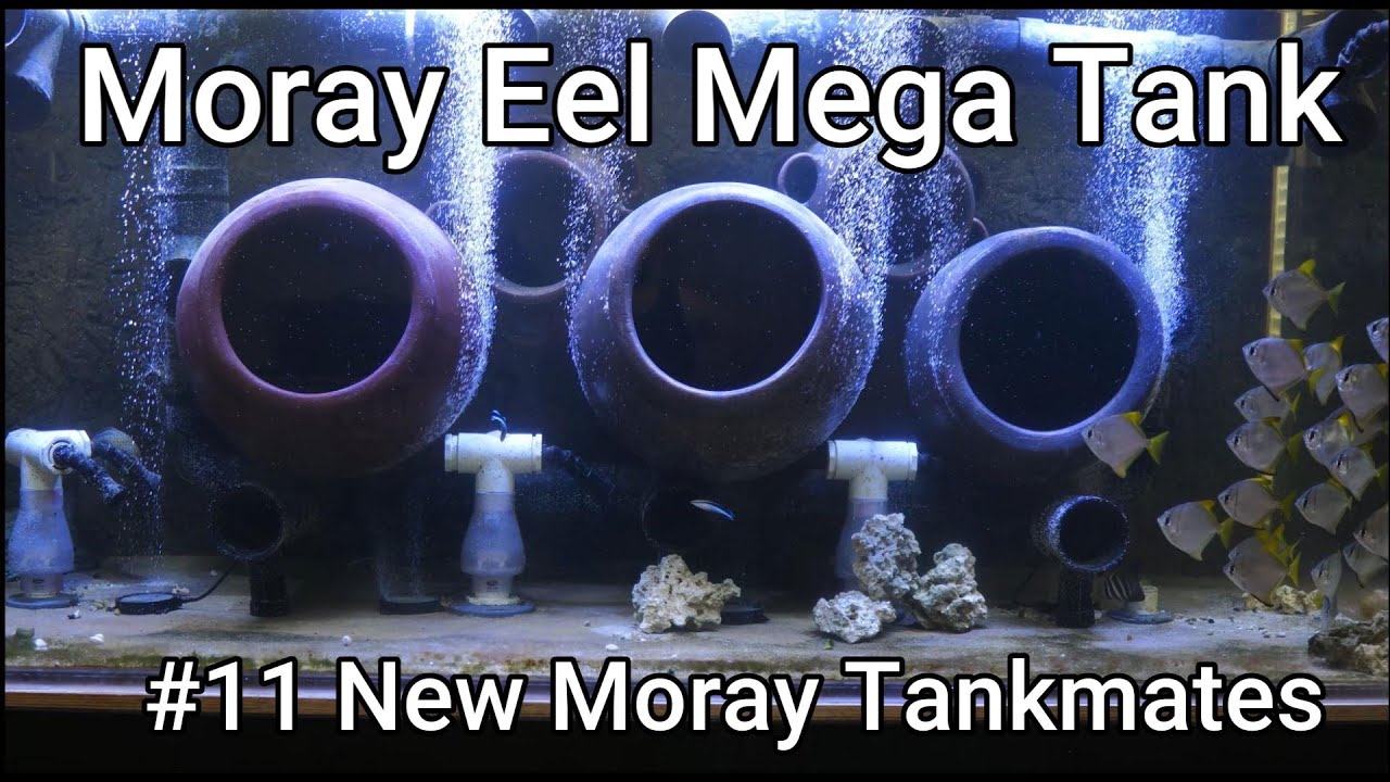 Moray Eel Mega Tank - 11 - New Moray Tankmates