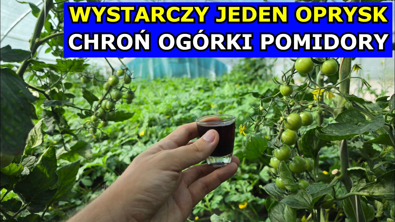Użyj Tego a Pomidory i Og&oacute;rki NIE ZACHORUJĄ. Czym Pryskać na Zarazę ziemniaka, Mączniaka rzekomego.