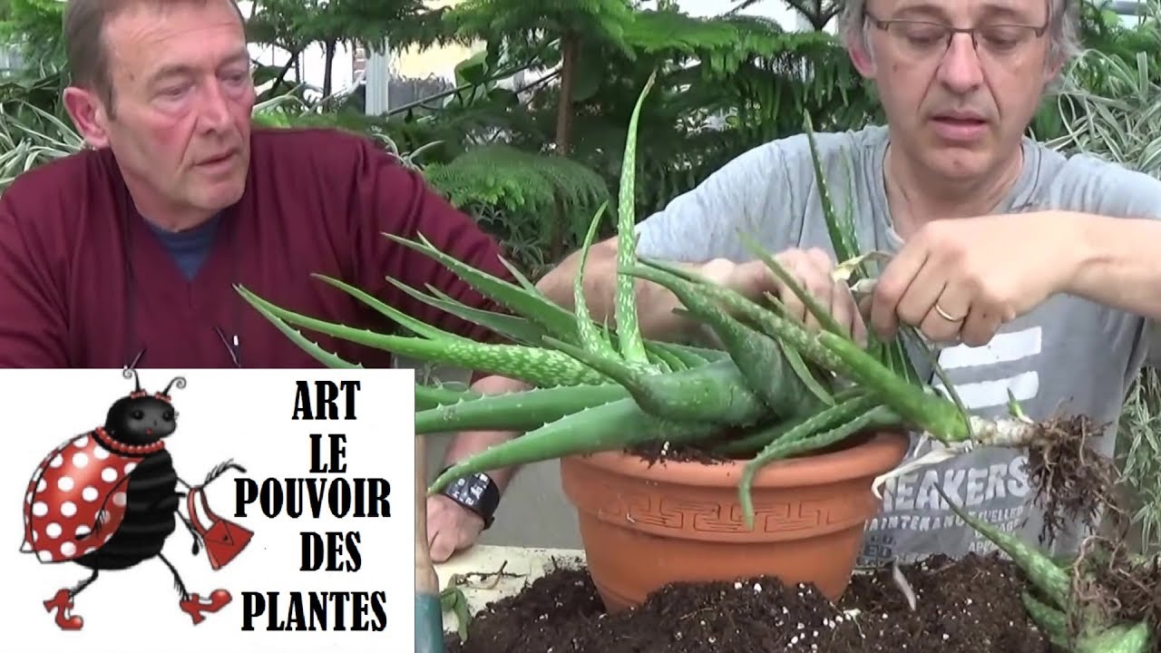 chaine tv de Jardinage: Aloe Vera : Arrosage: Comment faire la Culture et division: Plantes vertes