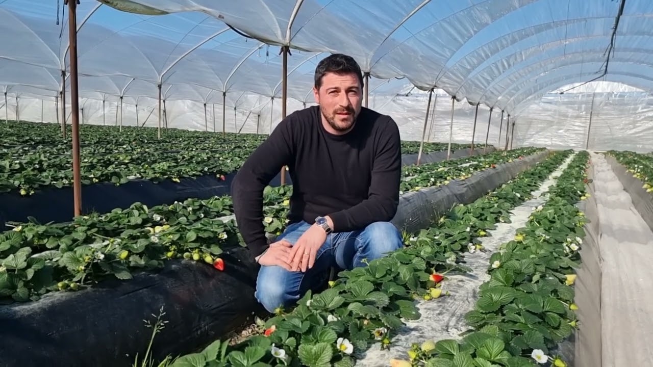 La concimazione della fragola: linee guida per elevate rese quali-quantitative