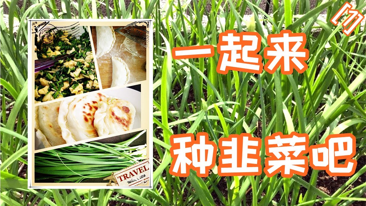 【和阿黎一起种韭菜(1)】从一粒种子到韭菜盒子 -- 准备工作 | 播种前可别忽视这些小细节