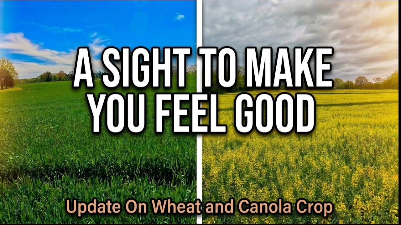 We've Got An Awesome Looking Wheat And Canola Crop!