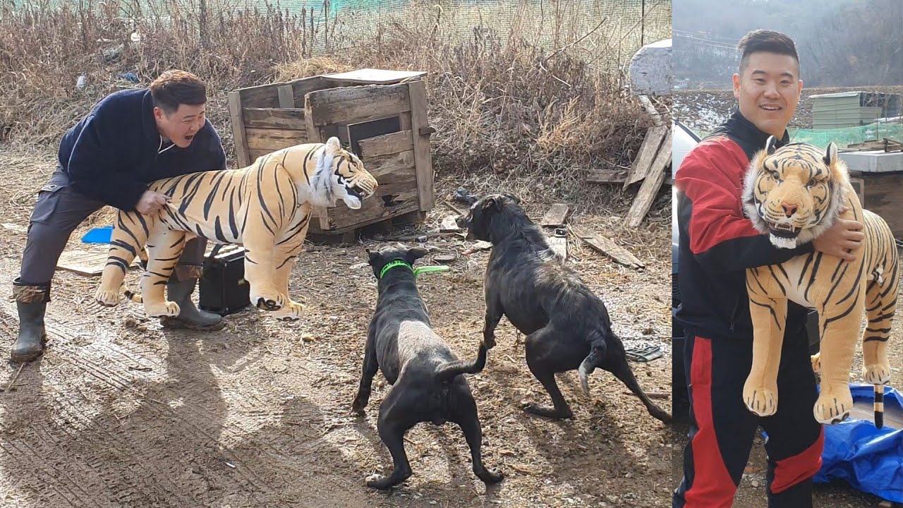 사냥개한테 호랑이를 보여준다면???? Showed the tiger to the hound!!