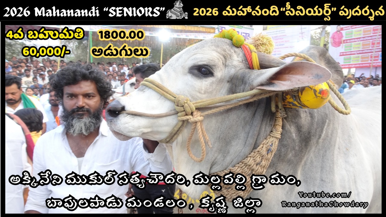 2026 #mahanandi SENIORS #ongolebullsshow 4th Prize RS.60,000/- Won By AKKINENI MUKULSATYA CHOWDARY