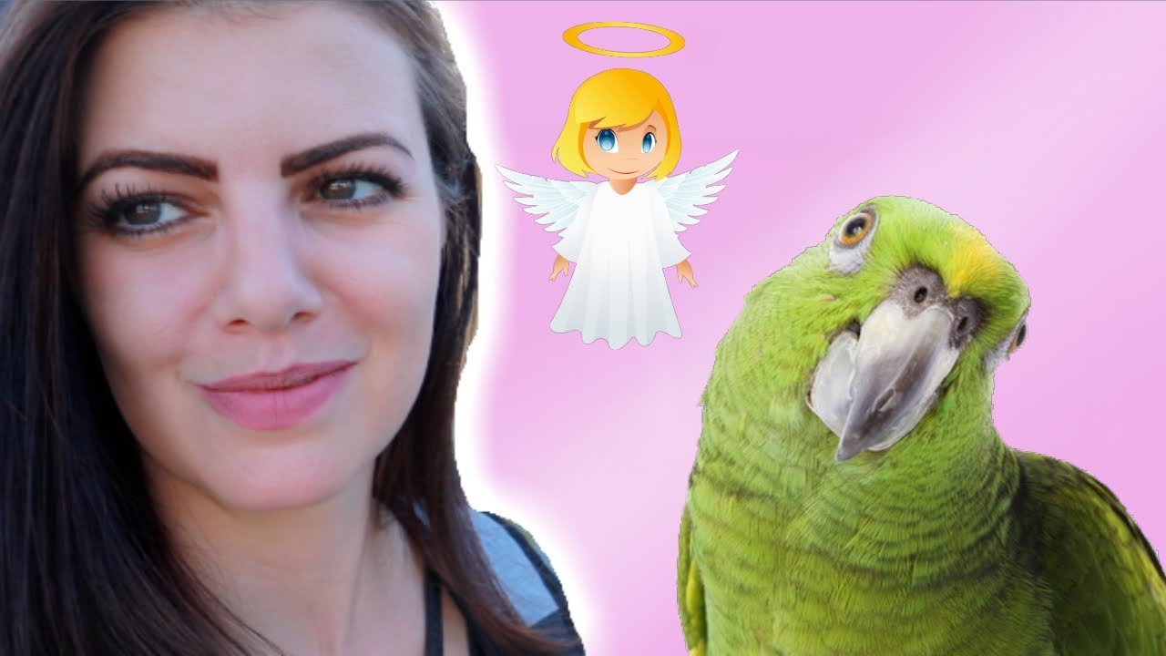 THE AMAZON PARROT WAS VERY SICK| Surviving E.Coli Parrot Care