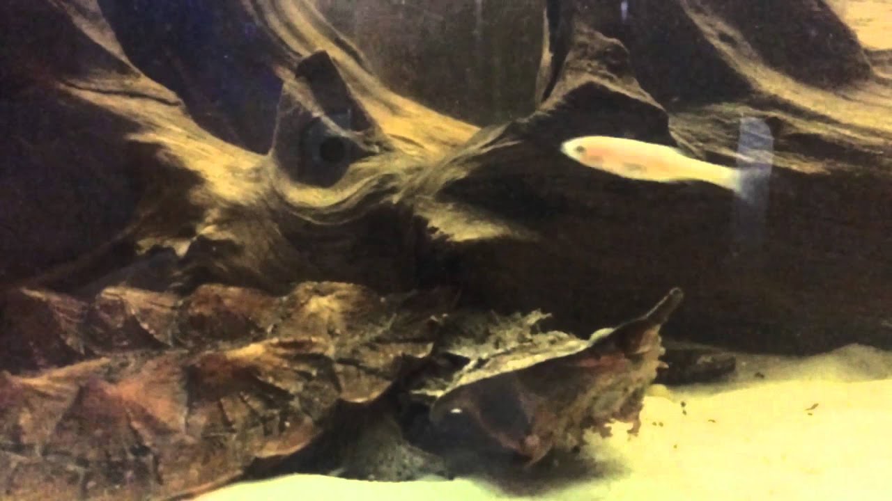 Matamata turtle feeding