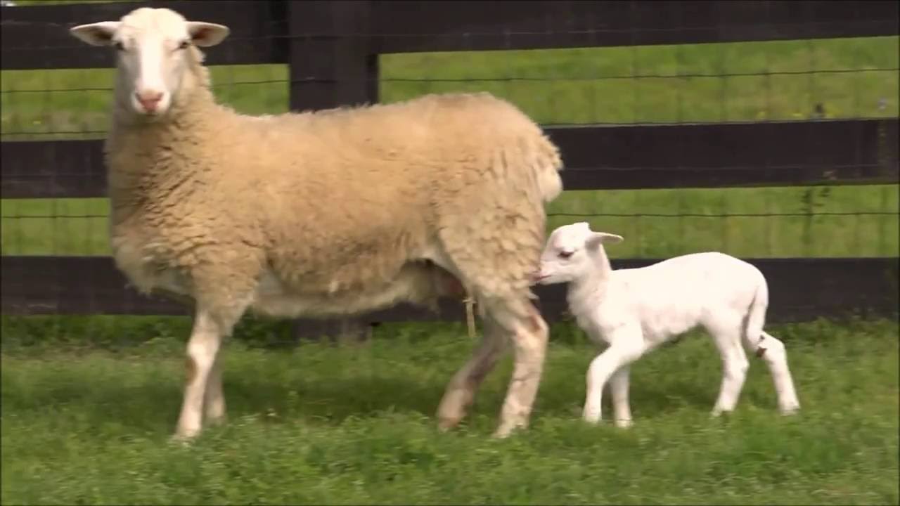 salmo 23 - HD - el Señor es mi pastor - canciones de vida