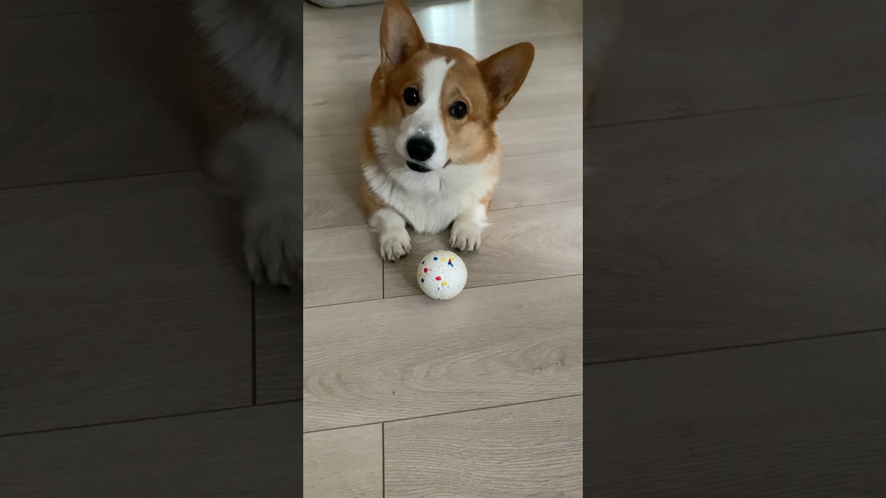 #corgi#corgilove#cute#dog#doglover#shorts#pets