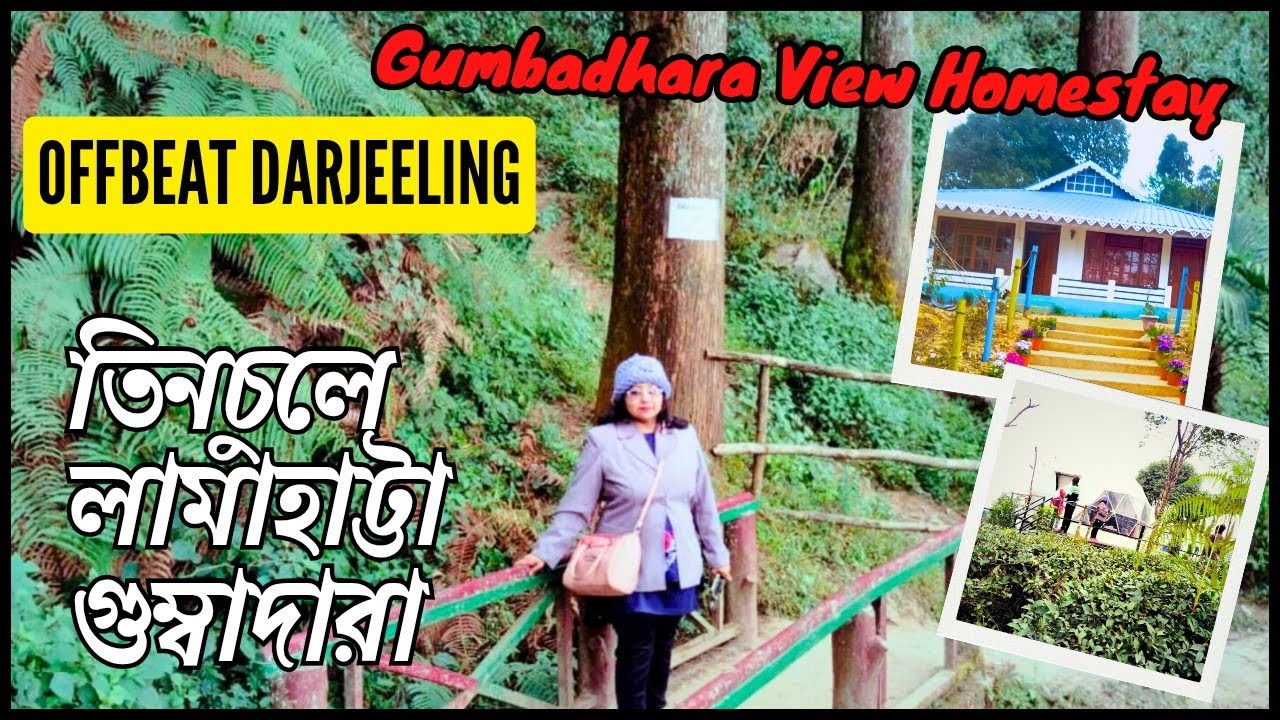 ছবির মতো সুন্দর চা বাগান | Lamahatta Tinchuley Gumbadhara | Offbeat Darjeeling | Tinchuley Homestay