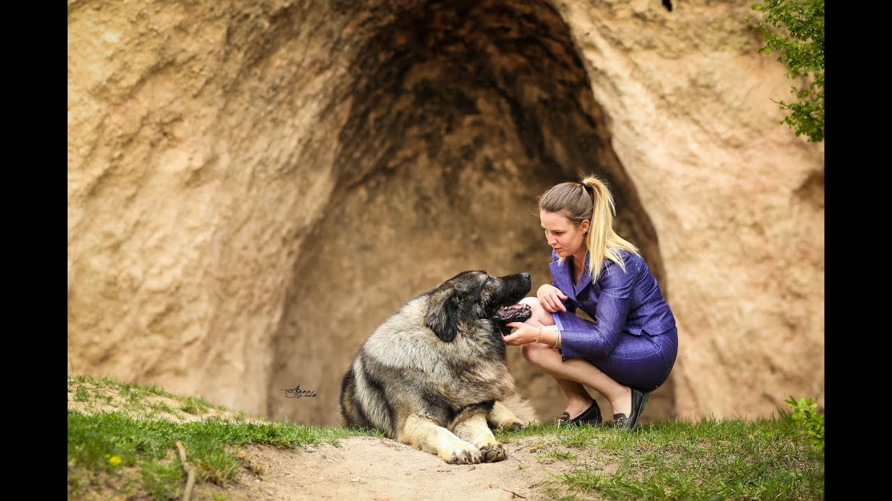 KAUKÁZUSI JUHÁSZ & MEGBÍZHATÓ TENYÉSZTŐK: Oláh Gábor, Kozákok-Őrzője Kennel, Kaukázusi Juhász Kennel