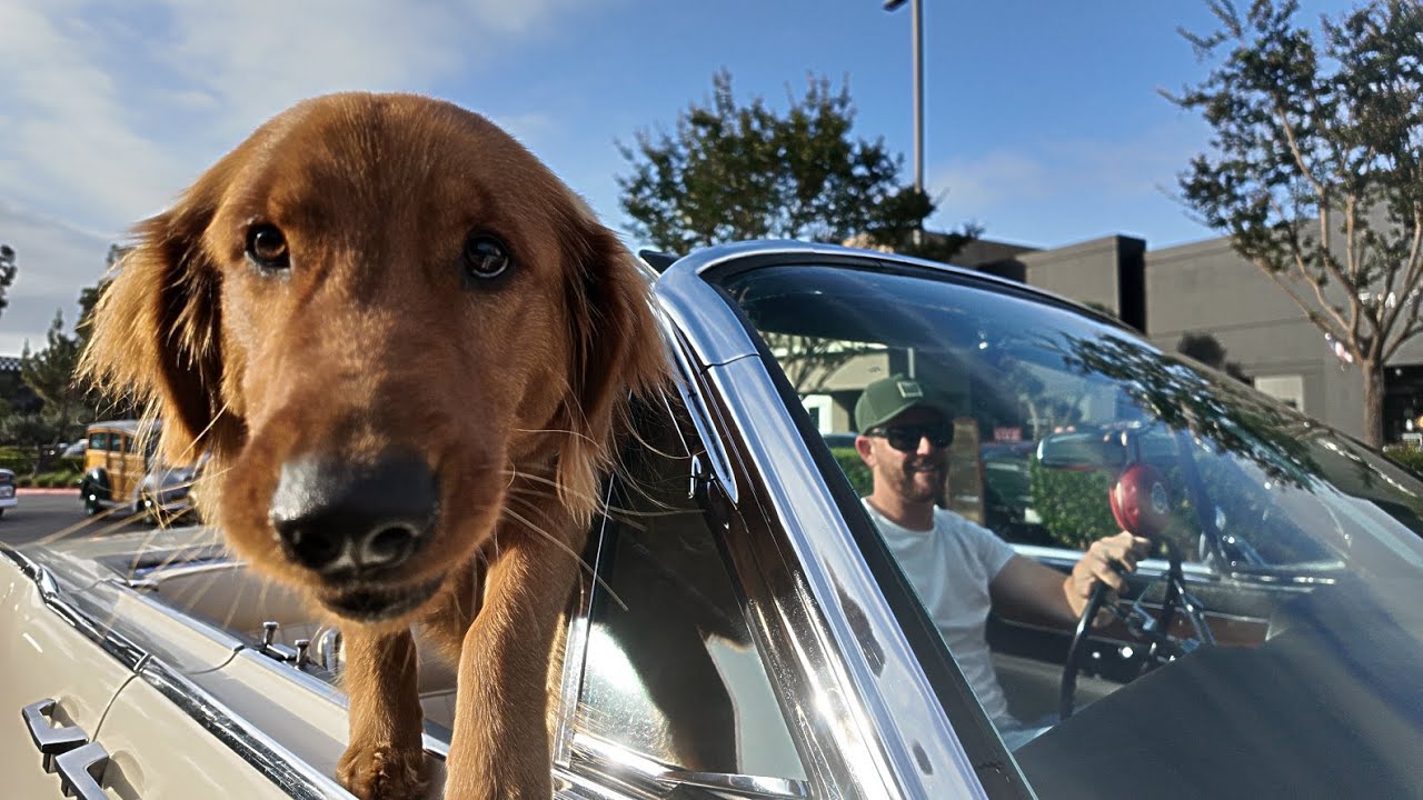 Quarantine Cruise/Cruisin'PCH 6-22-2025 #2 of 4