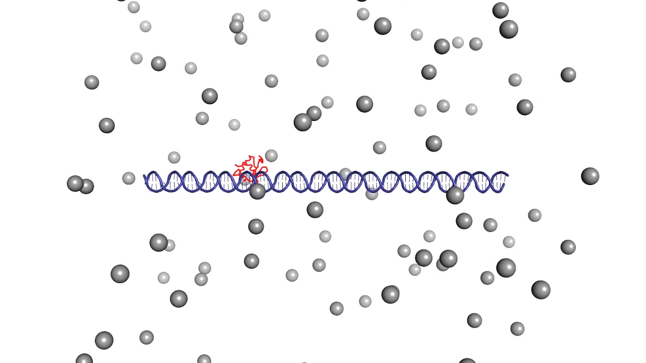 Crowding effects on protein diffusion along DNA