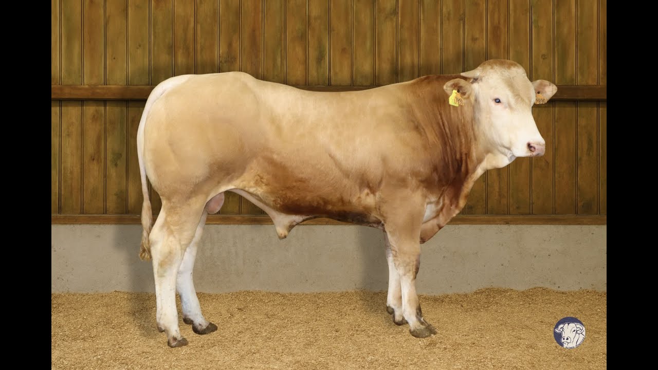 SR 135 - VERSEAU - RRJ