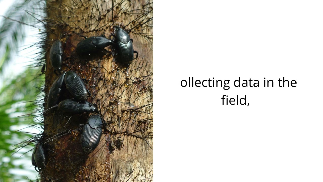 Exploring the Battle Between Weevils and Peach Palms in Rural Colombia