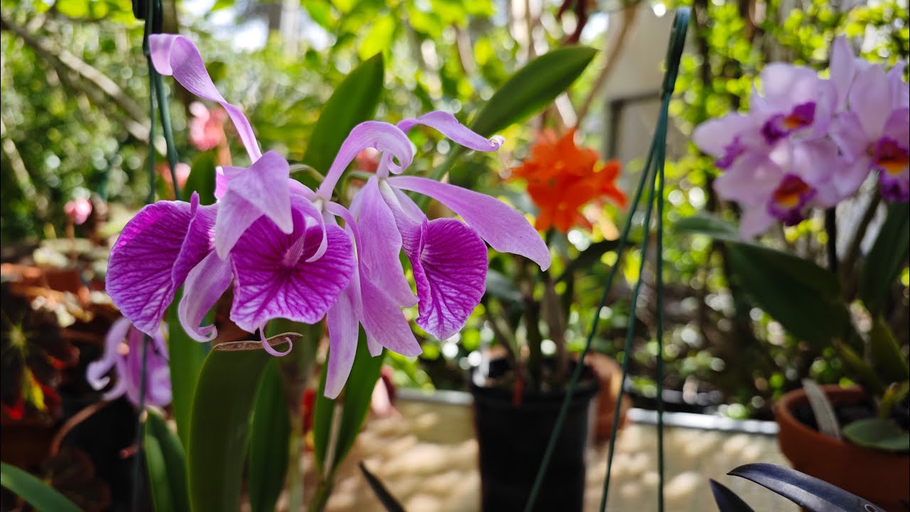 2539 柏拉索類蘭好養易花會有什麼坑？ one drawback of B. (Brassavola) type orchids I found in my Sydney garden