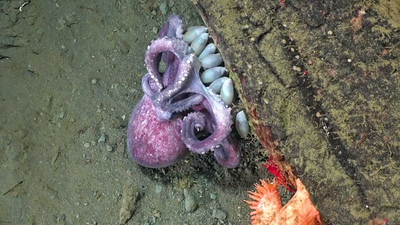 An Octopus Nursery