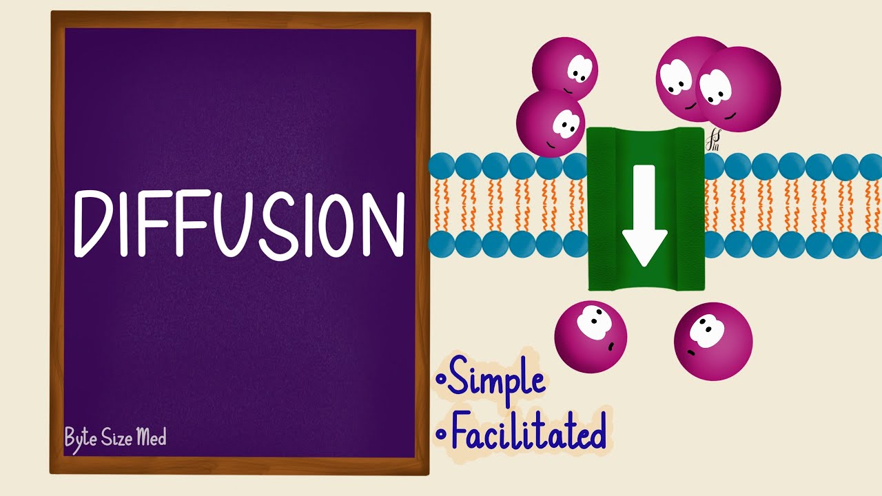 Diffusion | Passive Transport | Transport Across the Cell Membrane | Cell Physiology