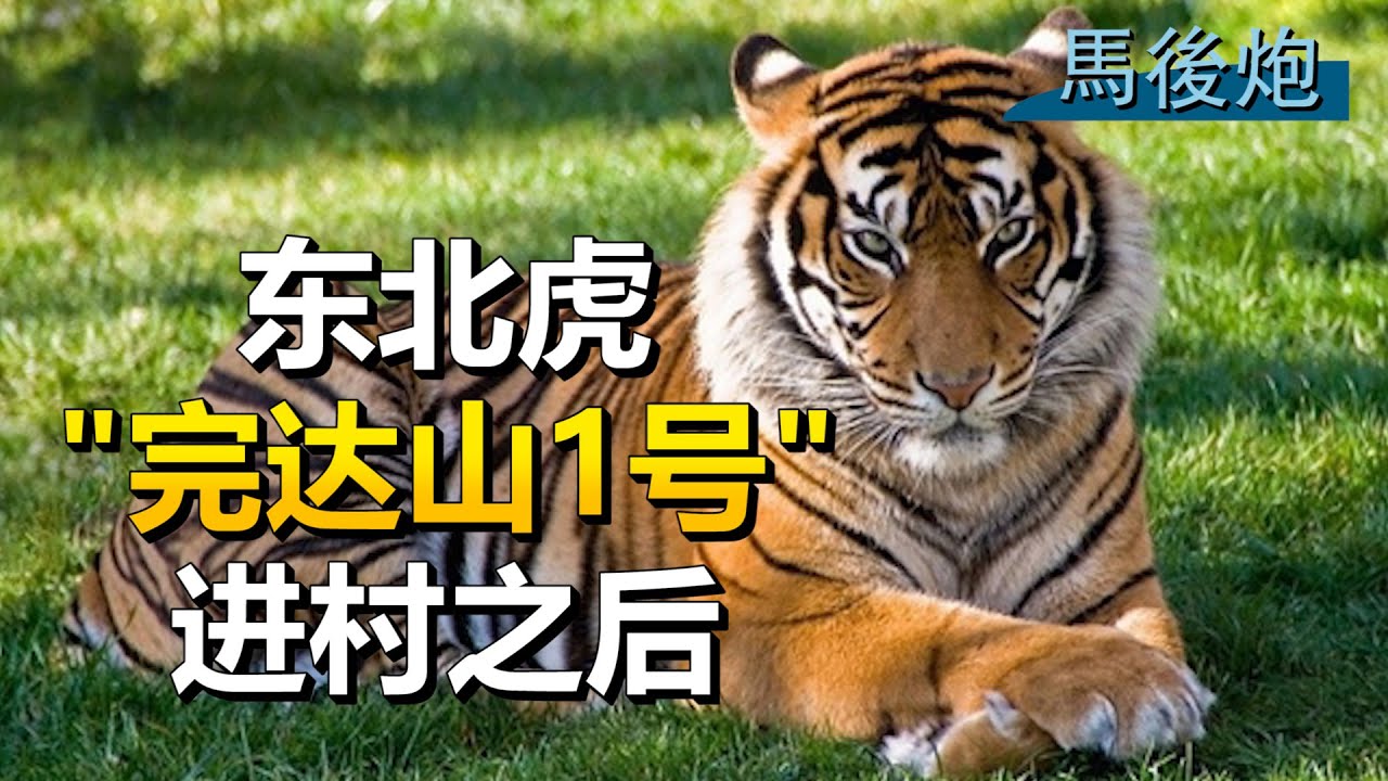 视频全记录：东北虎“完达山一号”闯入黑龙江村庄，扑伤村妇一掌碎窗，森林之王未来是关还是放？