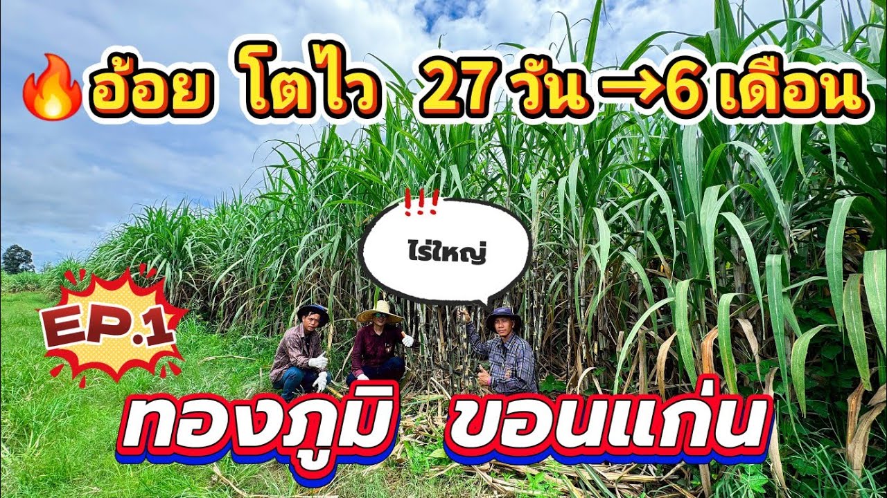 🔥ปลูกอ้อยโตเร็วมาก! อัปเดต 27 วัน ถึง 6 เดือนEP1ไร่ใหญ่ ทองภูมิ+ขอนแก่น เพิ่มผลผลิตอ้อย|ผู้จัดการมัน