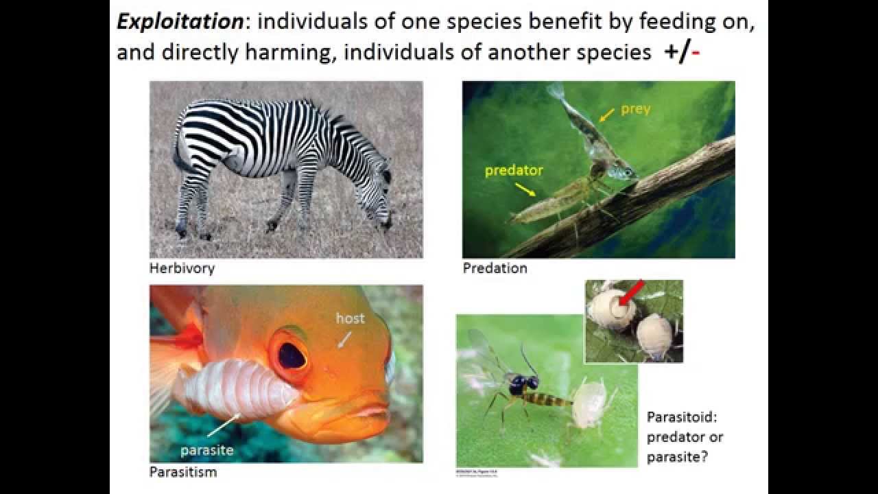 Predation Part 1: How to Eat Another Organism