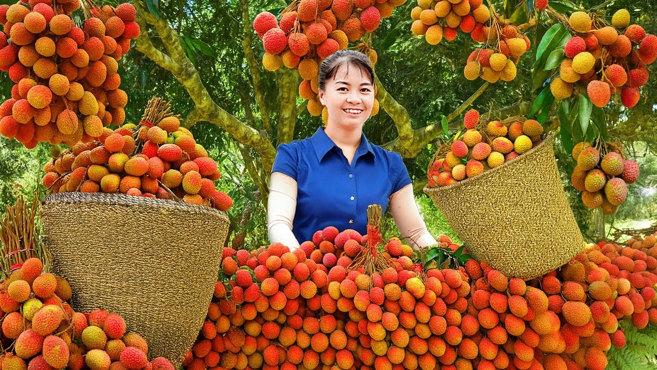 Buying and Harvesting Lychee Fruits Go to Countryside Market Sell – Farm Life | Phuong Harvest Life