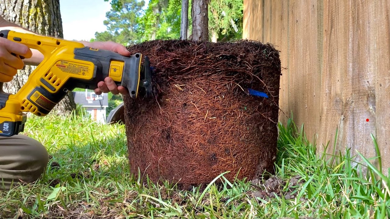 How to fix pot bound roots with box cut technique