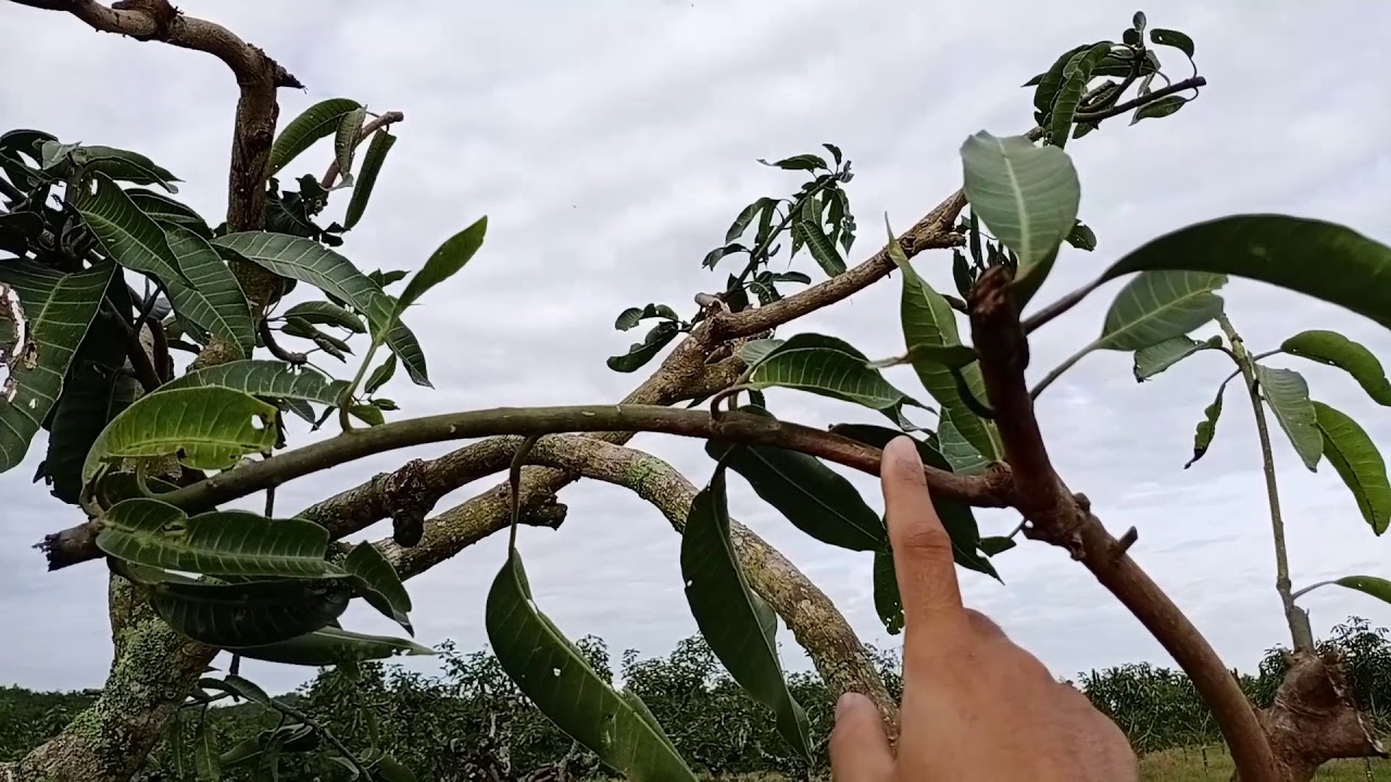 Prunning pokok mangga besar (Harumanis)
